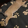 animal, bed, blanket, canine, comfort, cozy, cute, dog, fur, indoors, paw, paw_print, pet, puppy, relaxed, resting, sleep, sleeping, tail, young