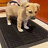 animal, black_mat, curious, cute, dog, domestic, doormat, floor, fur, household, indoor, pet, puppy, small_dog, standing, tail, tan_coat, white_paws, wooden_door, young_dog