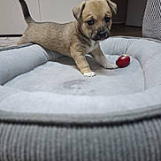 Tara Puccina participe au concours pour gagner de l'argent avec cette photo : puppy, dog, pet, bed, indoor, toy, small, curious, brown_fur, white_paws, floor, cozy, animal, young, cute, domestic, canine, playful, resting_place, furniture