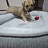 puppy, dog, pet, bed, indoor, toy, small, curious, brown_fur, white_paws, floor, cozy, animal, young, cute, domestic, canine, playful, resting_place, furniture