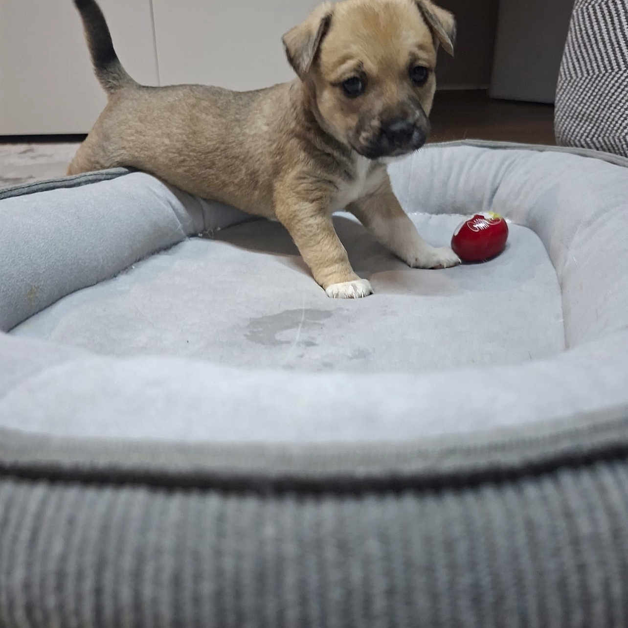 Tara Puccina participe au concours pour gagner de l'argent avec cette photo : puppy, dog, pet, bed, indoor, toy, small, curious, brown_fur, white_paws, floor, cozy, animal, young, cute, domestic, canine, playful, resting_place, furniture