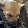 animal, canine, close_up, comfort, cozy, cute, dog, ear, fur, indoor, muzzle, pet, puppy, relaxed, resting, sleeping, snout, soft, texture, young