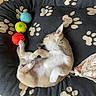 Tara Puccina participe au concours pour gagner de l'argent avec cette photo : animal, ball, bed, cozy, cushion, cute, dog, fur, indoor, paw_prints, pet, playful, puppy, relaxing, resting, sleep, sleeping, small_dog, toys, wood_floor