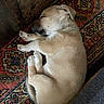animal, brown_fur, carpet, cozy, curled_up, cute, dog, domestic_animal, fur, indoor, napping, patterned_rug, paw, pet, puppy, quiet, relaxation, resting, sleeping, small_dog