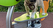 Tara Puccina a rejoint le concours — aidez-le/la à gagner de superbes lots ! animal, collar, cute, daylight, dog, fur, green, metal, nature, outdoor, park, pet, pet_accessory, play, playground, puppy, spring_ride, toy, yellow, young