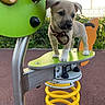 animal, collar, cute, daylight, dog, fur, green, metal, nature, outdoor, park, pet, pet_accessory, play, playground, puppy, spring_ride, toy, yellow, young