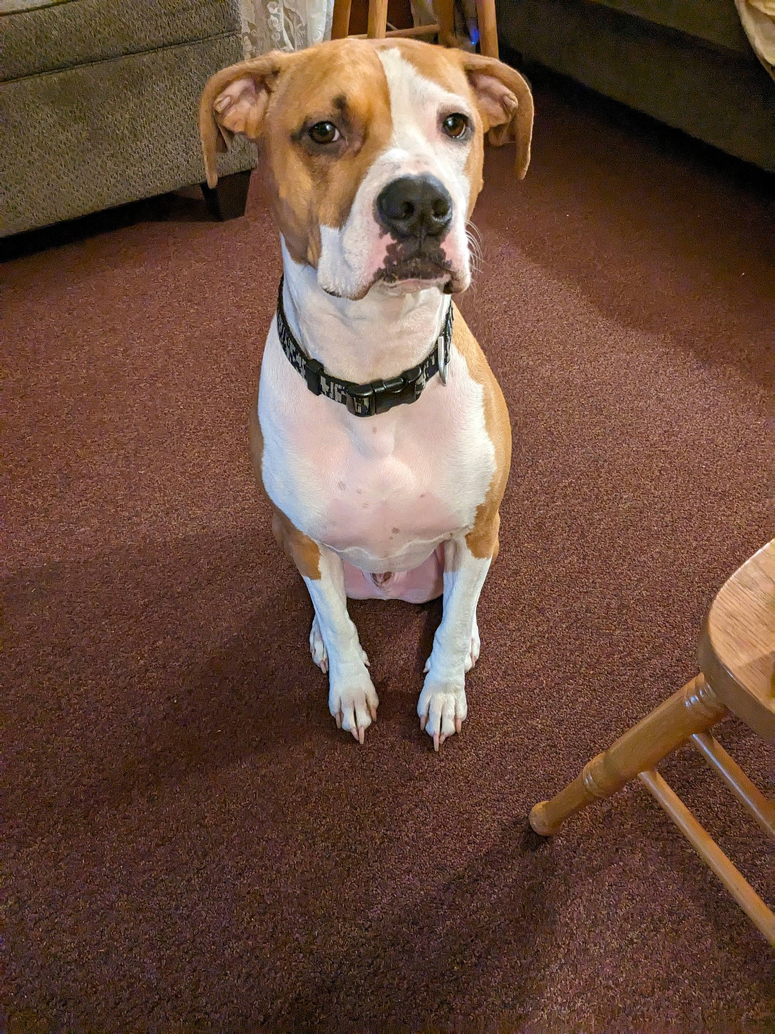 Fatboy joined the competition — help win amazing prizes! canidae, carnivore, collar, companion_dog, dog, dog_breed, dog_collar, dog_supply, fawn, flooring, leash, non_sporting_group, paw, pet_supply, snout, sporting_group, whiskers, wood, working_animal, working_dog