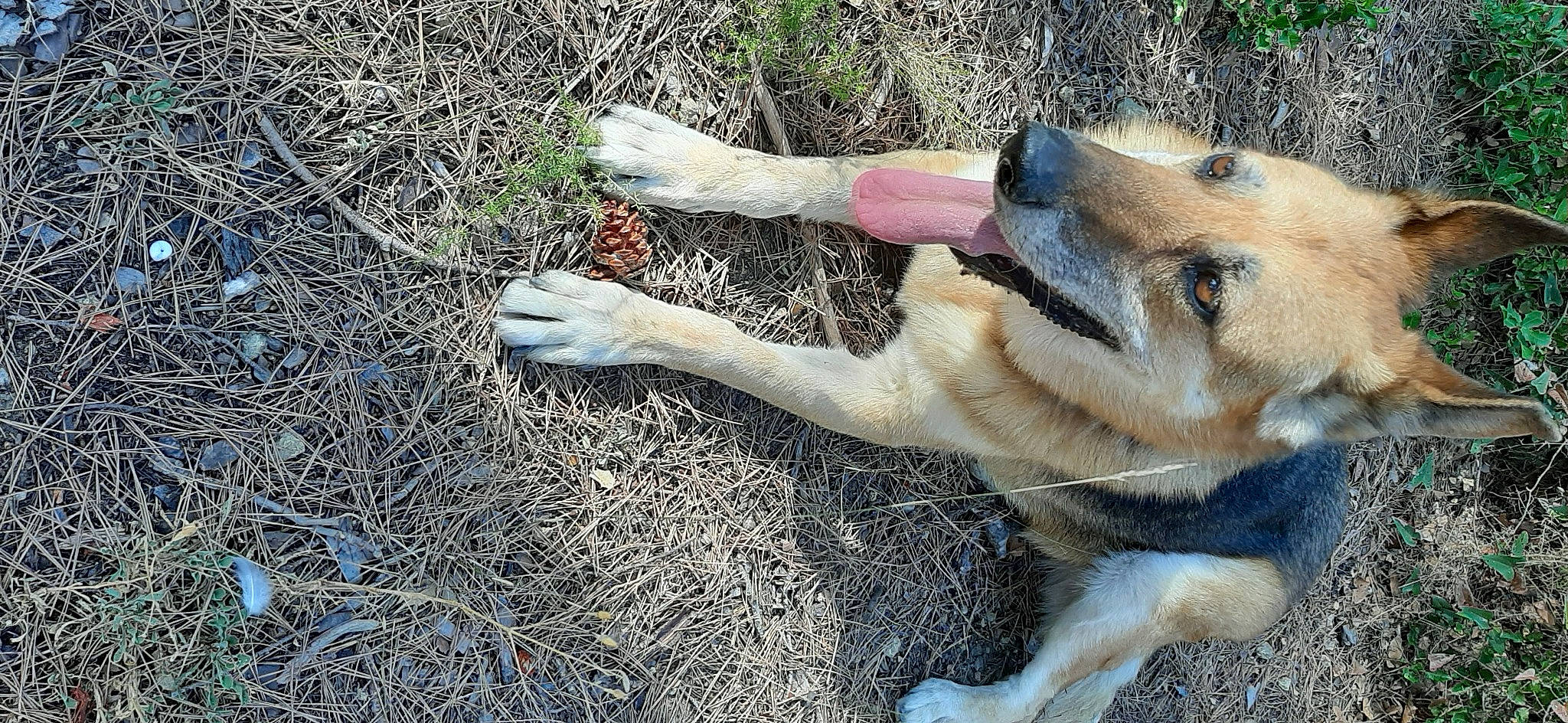 Gwen a rejoint le concours — aidez-le/la à gagner de superbes lots ! canidae, carnivore, dog, dog_breed, fawn, german_shepherd_dog, paw, sporting_group, working_dog