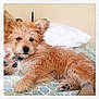 Biscuit joined the competition — help win amazing prizes!