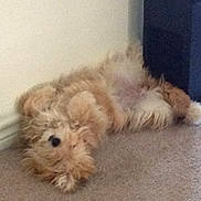 Biscuit is registered to the contest to win money with this photo: