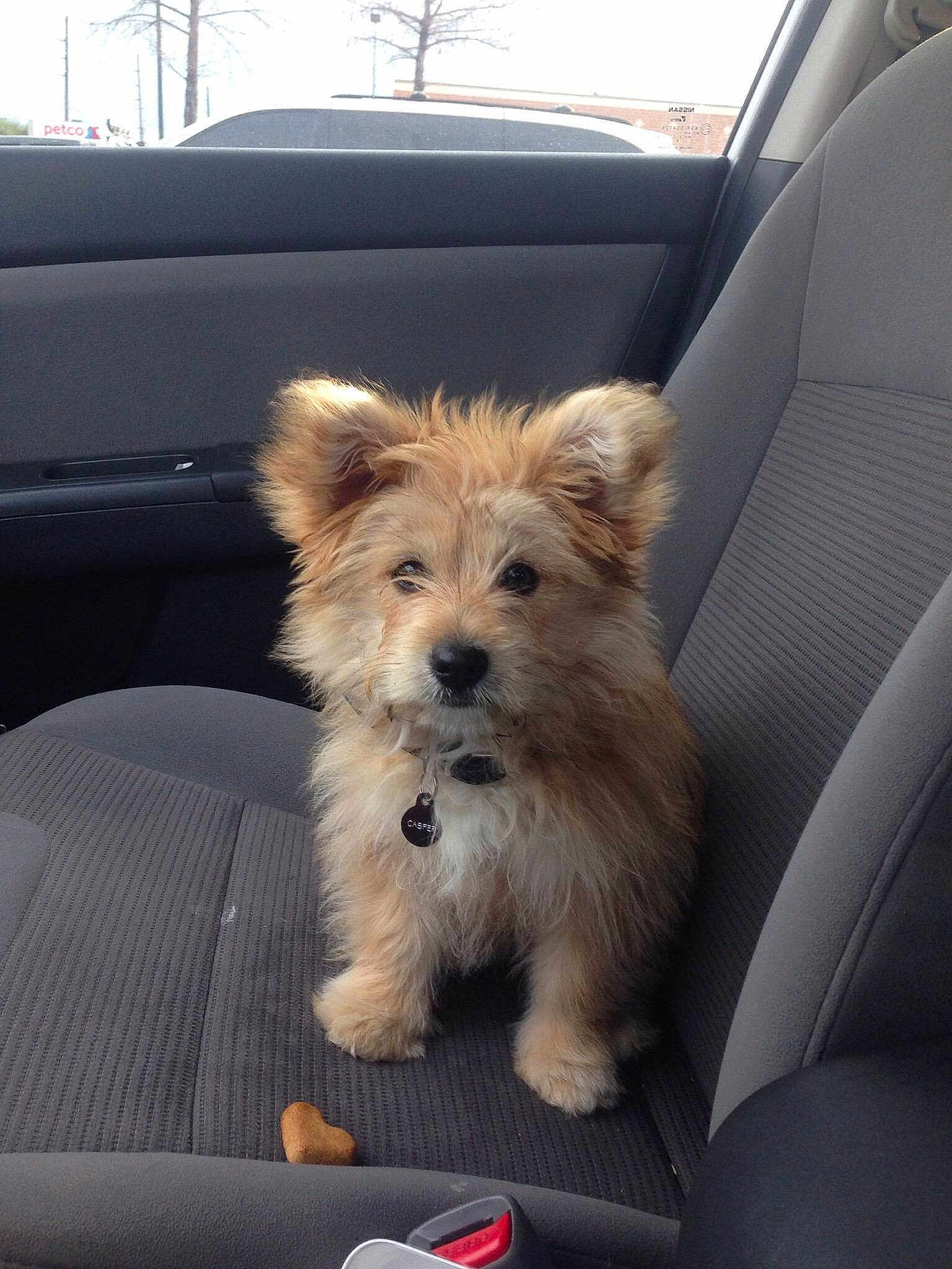 Biscuit
