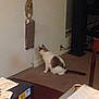 Casper is registered to the contest to win money with this photo: