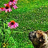animal, butterfly, canine, close_up, curious, dog, flower, garden, grass, greenery, leaf, nature, outdoor, pet, pink_flower, plant, spring, summer, sunlight, wildlife