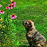 animal, brindle, butterfly, curious, dog, flower, garden, grass, greenery, insect, leaf, nature, outdoor, pet, pink_flower, plant, sitting, summer, sunlight, wildflower