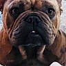 Reggie is registered to the contest to win money with this photo: animal, brown, bulldog, canine, close_up, companion, cute, dog, domestic, ears, expression, face, fur, indoor, looking, mammal, pet, portrait, sitting, wrinkles