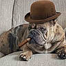 bulldog, dog, hat, cigar, smoke, couch, pet, animal, brown, fur, paw_print, relaxed, indoor, portrait, funny, expression, sitting, face, wrinkles, muzzle
