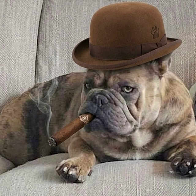 Reggie is registered to the contest to win money with this photo: bulldog, dog, hat, cigar, smoke, couch, pet, animal, brown, fur, paw_print, relaxed, indoor, portrait, funny, expression, sitting, face, wrinkles, muzzle