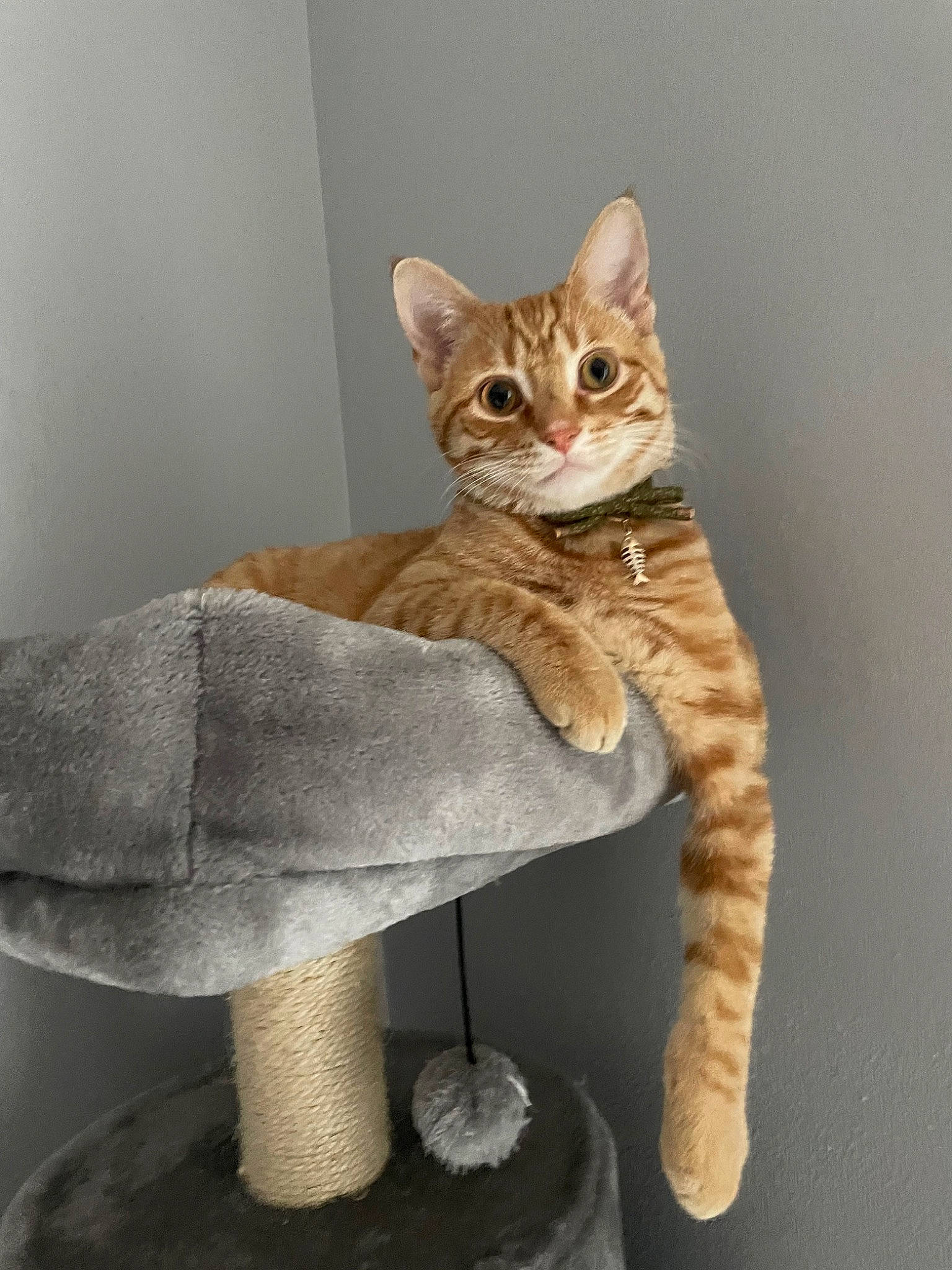 Fry is registered to the contest to win money with this photo: art, carnivore, cat, cat_supply, domestic_short_haired_cat, fashion_accessory, fawn, felidae, fur, paw, pet_supply, shelf, sitting, small_to_medium_sized_cats, snout, tail, terrestrial_animal, toy, whiskers, wood