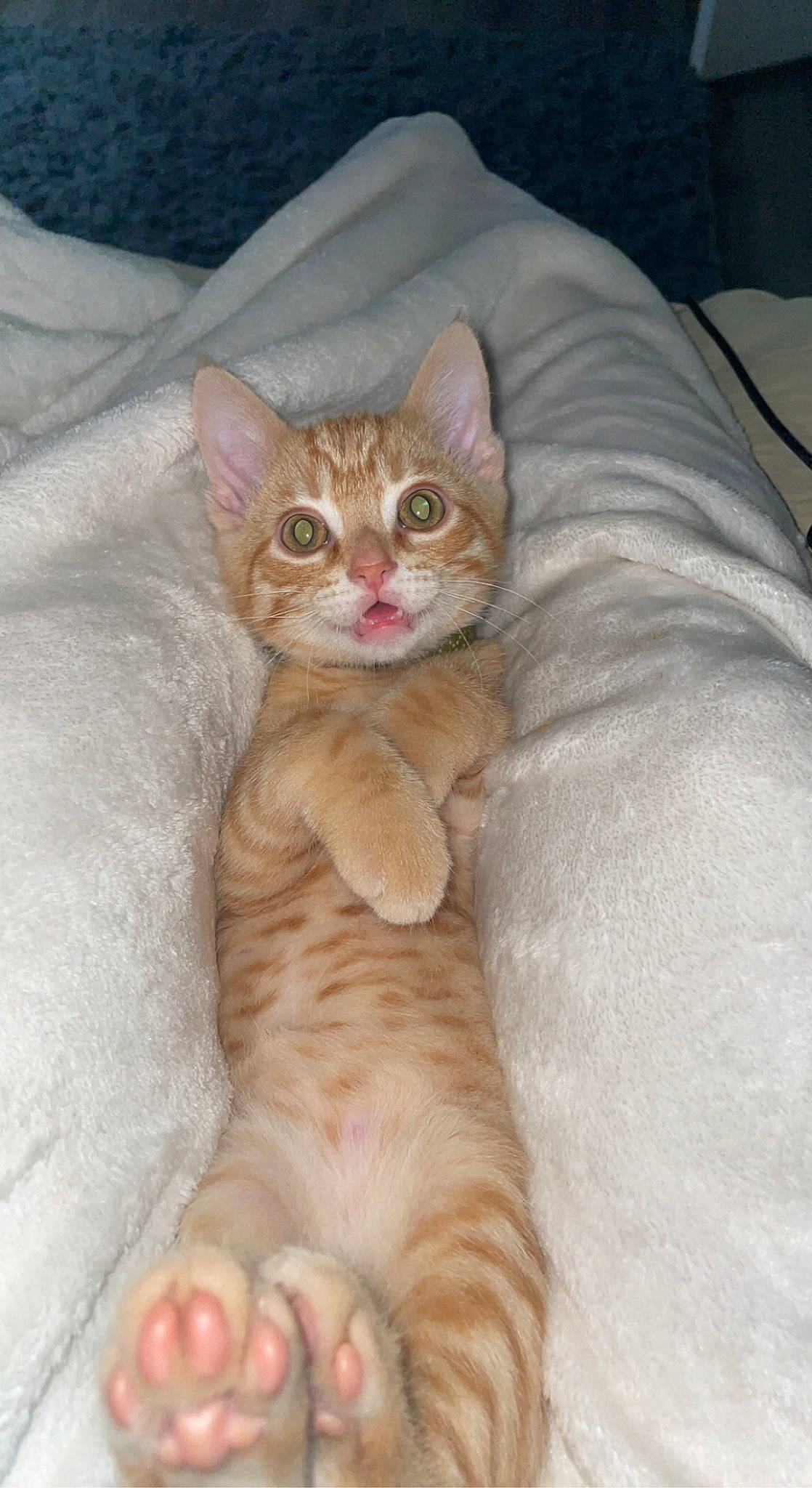 Fry joined the competition — help win amazing prizes! carnivore, cat, claw, comfort, domestic_short_haired_cat, fawn, felidae, foot, fur, paw, peach, sitting, small_to_medium_sized_cats, snout, tail, terrestrial_animal, whiskers