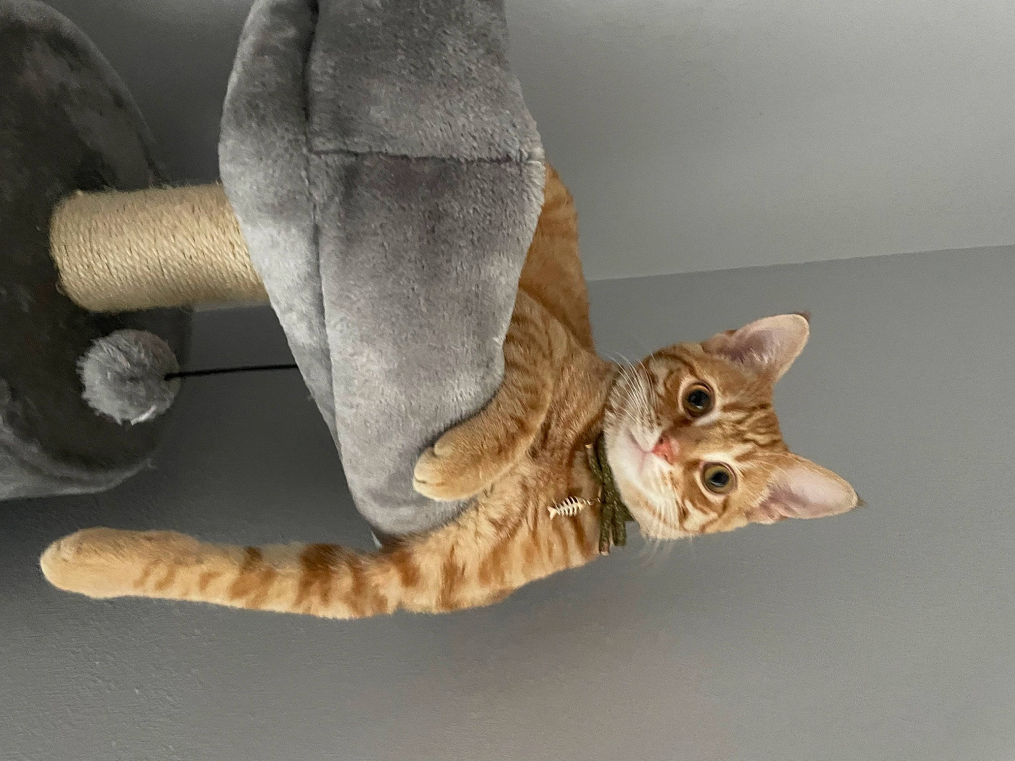 Fry joined the competition — help win amazing prizes! carnivore, cat, claw, comfort, couch, domestic_short_haired_cat, fawn, felidae, foot, fur, gesture, human_leg, linens, paw, small_to_medium_sized_cats, snout, tail, terrestrial_animal, whiskers, wood