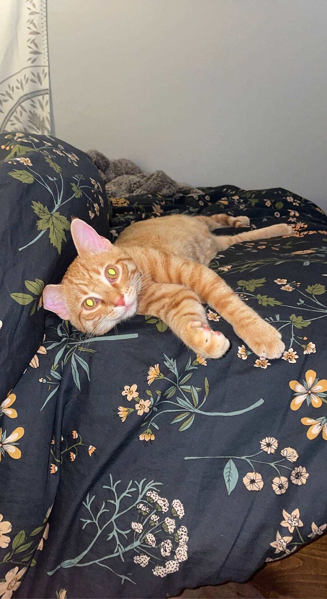 Fry joined the competition — help win amazing prizes! bed_sheet, bedding, carnivore, cat, claw, comfort, couch, domestic_short_haired_cat, fawn, felidae, fur, linens, pattern, paw, room, sleeve, small_to_medium_sized_cats, tail, textile, whiskers