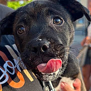 Luna joined the competition — help win amazing prizes! puppy, dog, black_dog, close_up, tongue_out, pet, outdoor, sunlight, person, hand, leash, street_lamp, trees, blurred_background, shirt, holding, happy, cute, animal, daytime