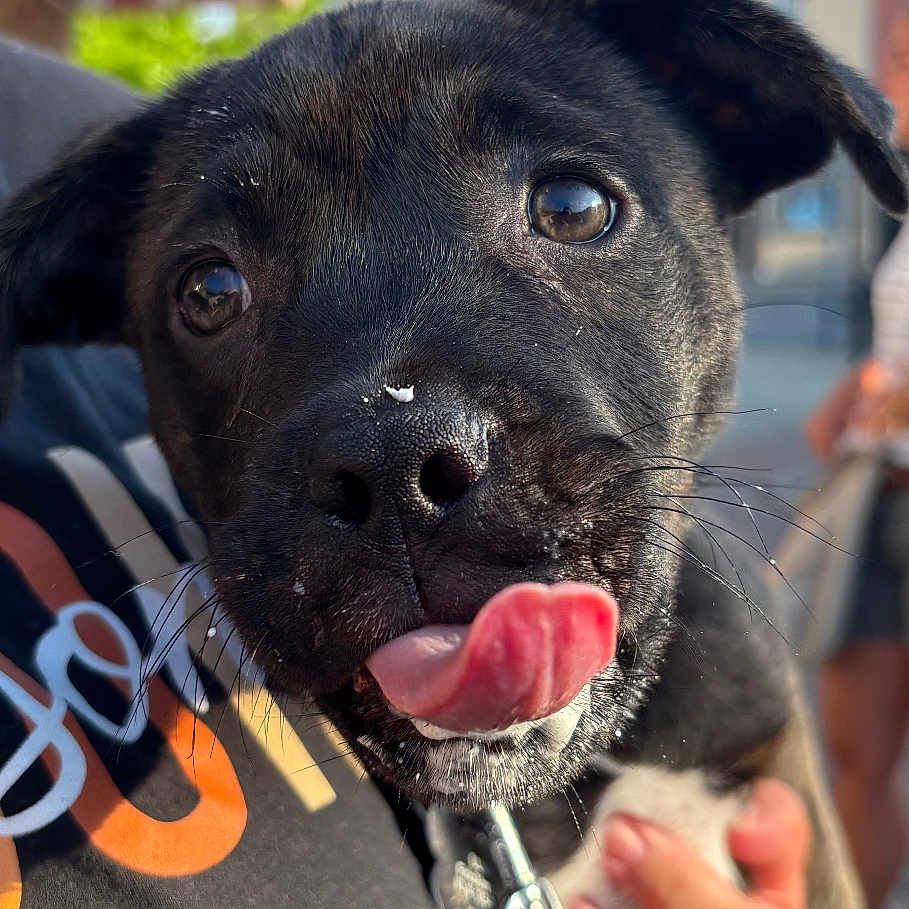 Luna joined the competition — help win amazing prizes! animal, black_dog, blurred_background, close_up, cute, daytime, dog, hand, happy, holding, leash, outdoor, person, pet, puppy, shirt, street_lamp, sunlight, tongue_out, trees