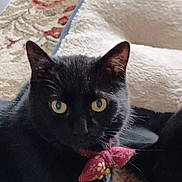 Shadow is registered to the contest to win money with this photo: black_cat, cat, pet, feline, yellow_eyes, toy, collar, blanket, rug, indoor, close_up, portrait, whiskers, ears, fur, cozy, bed, gaze, domestic_animal, sitting