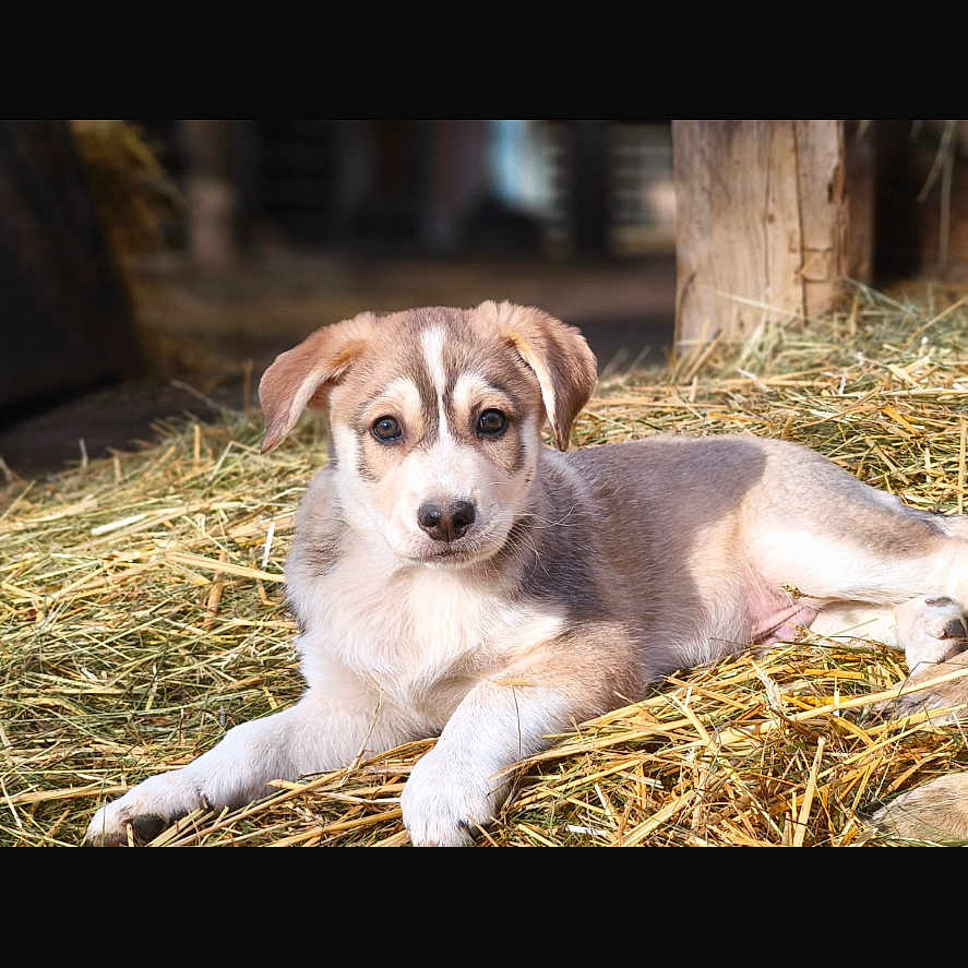 Noël a rejoint le concours — aidez-le/la à gagner de superbes lots ! animal, barn, brown, canine, cute, dog, ears, eyes, fur, hay, nature, outdoor, pet, puppy, resting, snout, sunlight, white, wood, young