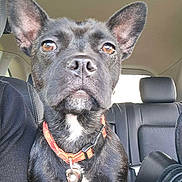 Mady participe au concours pour gagner de l'argent avec cette photo : alert, animal, backseat, black_dog, brown_eyes, canine, car_interior, closeup, collar, companion, dog, ears, fur, indoor, leash, pet, portrait, seat, snout, vehicle
