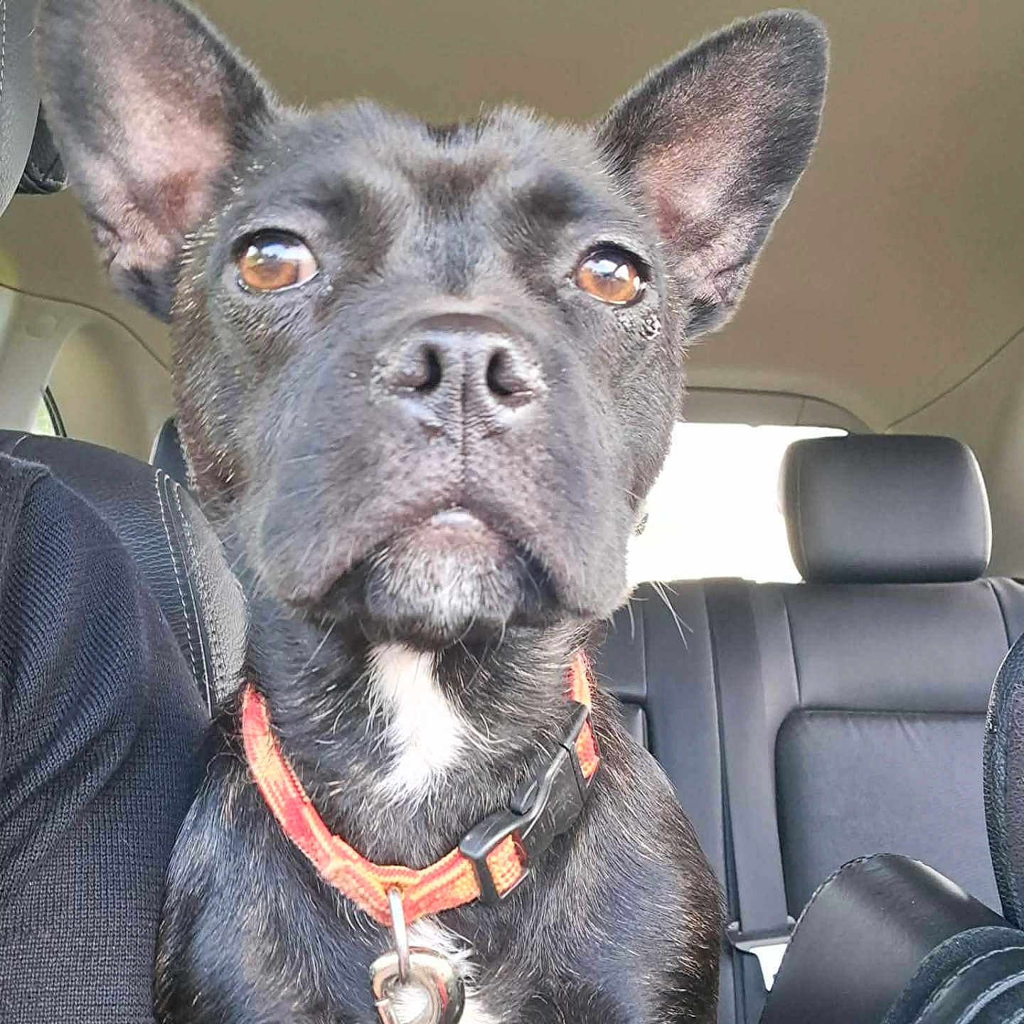 Mady participe au concours pour gagner de l'argent avec cette photo : alert, animal, backseat, black_dog, brown_eyes, canine, car_interior, closeup, collar, companion, dog, ears, fur, indoor, leash, pet, portrait, seat, snout, vehicle