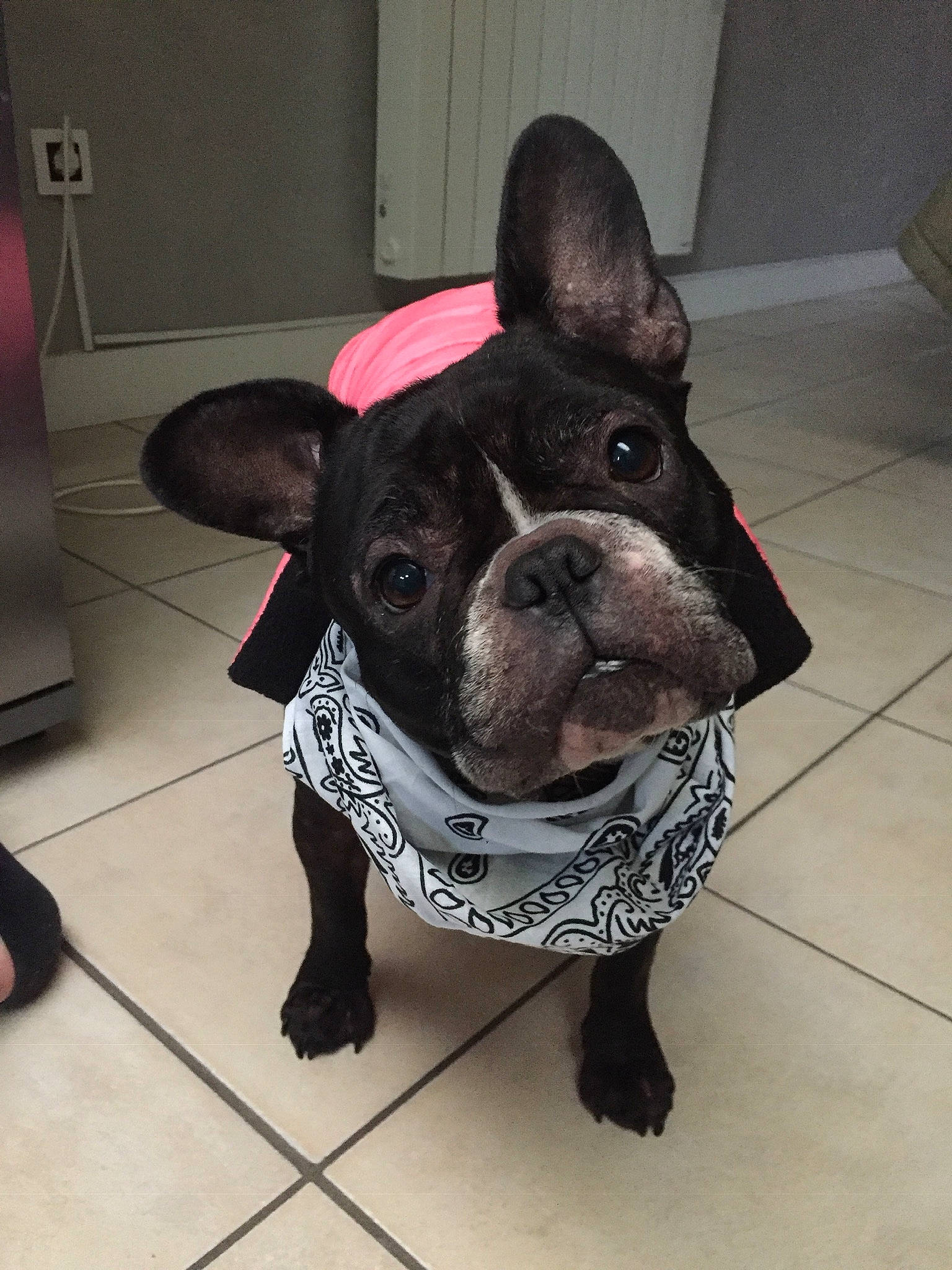 Inaya a rejoint le concours — aidez-le/la à gagner de superbes lots ! canidae, carnivore, collar, companion_dog, dog, dog_breed, dog_collar, ear, fawn, flooring, french_bulldog, fur, pet_supply, snout, sporting_group, tail, terrestrial_animal, toy_dog, whiskers, working_animal