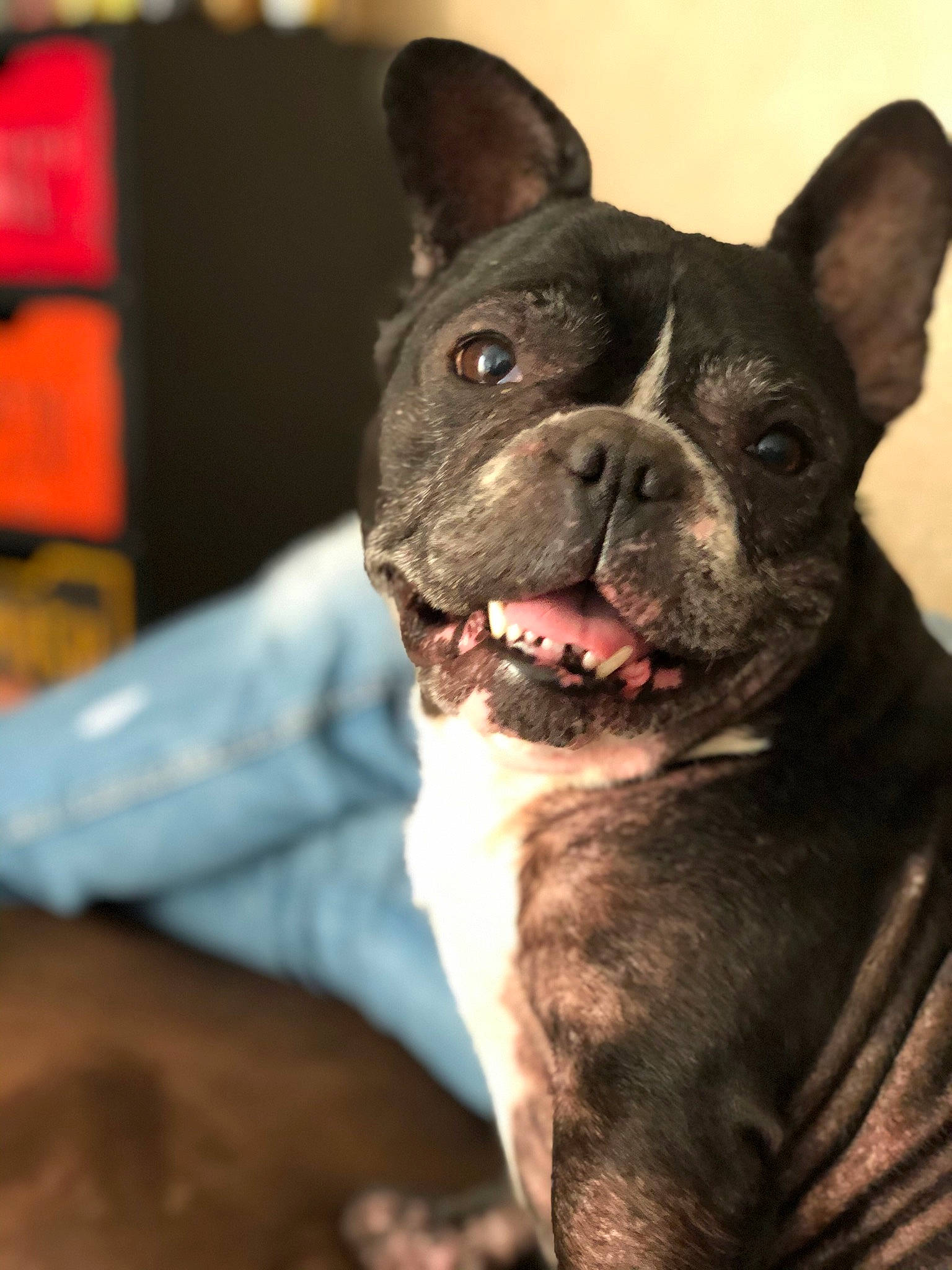 Inaya a rejoint le concours — aidez-le/la à gagner de superbes lots ! bulldog, canidae, carnivore, companion_dog, dog, dog_breed, ear, fawn, french_bulldog, non_sporting_group, snout, sporting_group, terrestrial_animal, toy_dog, whiskers, working_animal