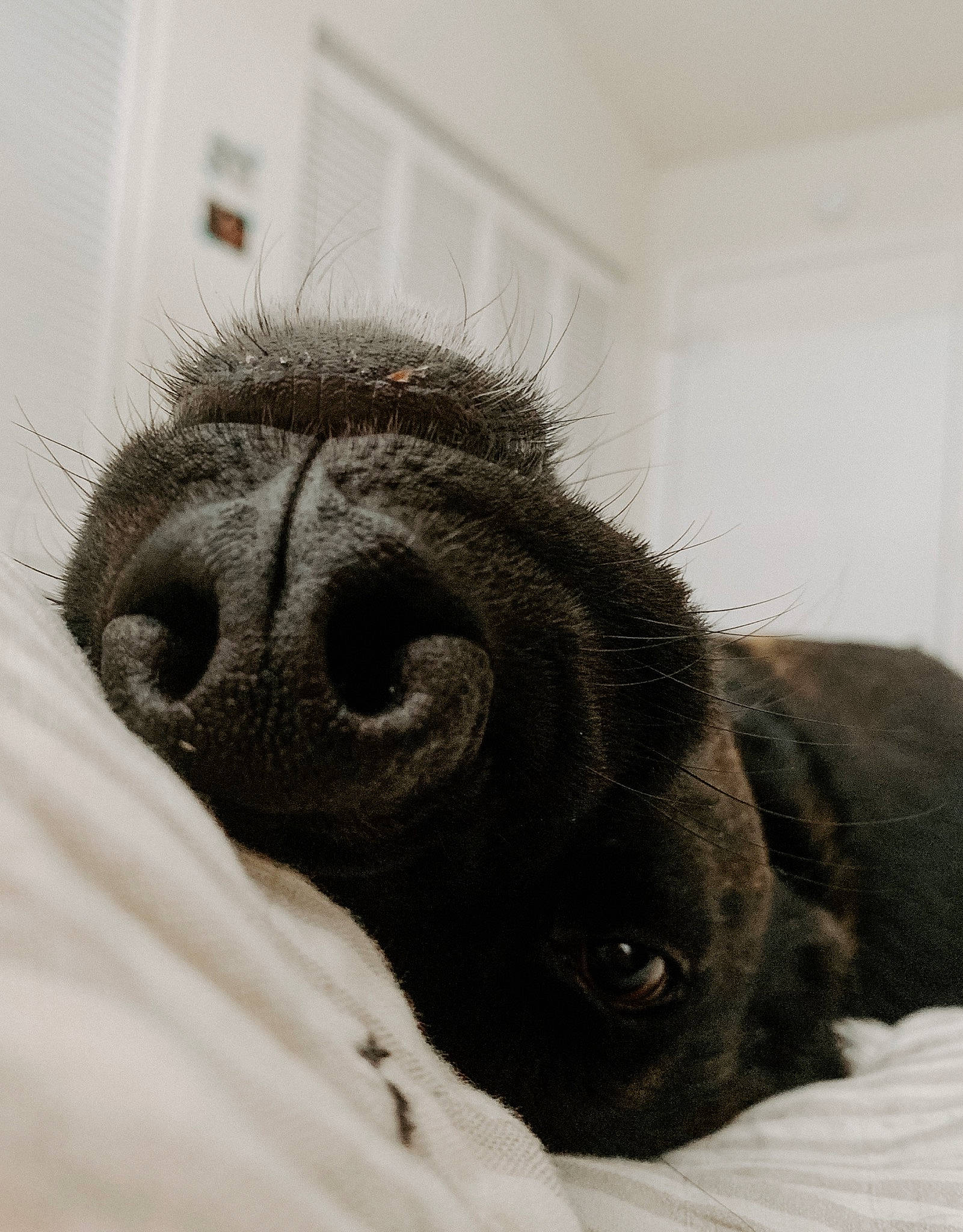 Eleven joined the competition — help win amazing prizes! canidae, carnivore, dog, dog_breed, ear, eye, fawn, fur, labrador_retriever, nose, pug, puppy, snout, sporting_group, whiskers