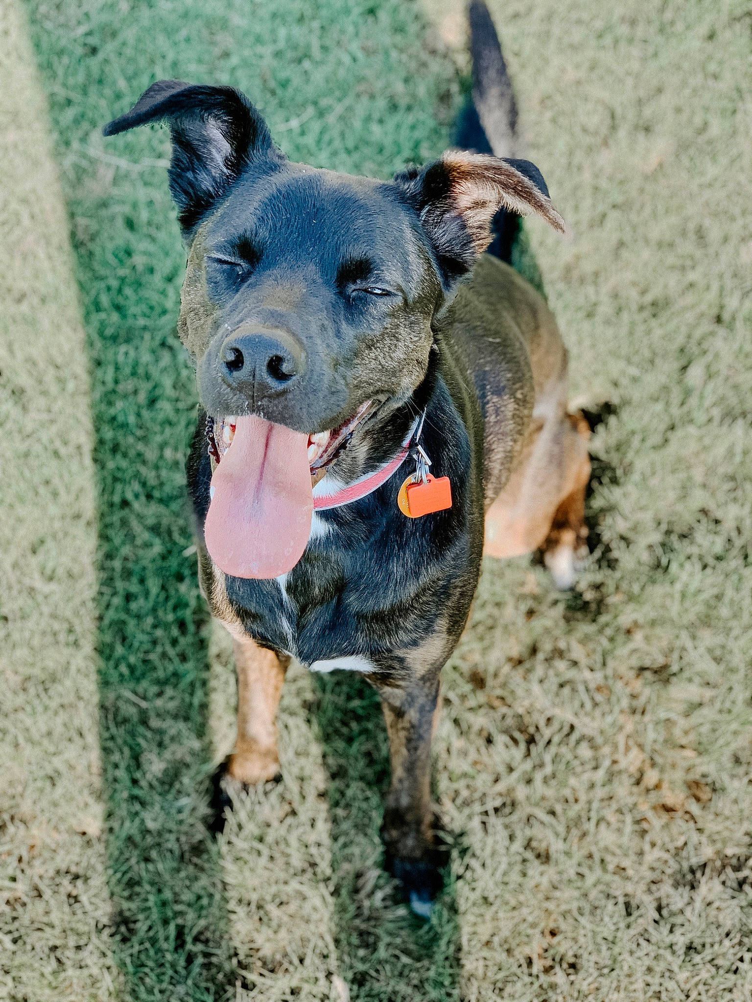 Eleven is registered to the contest to win money with this photo: adventure, australian_cattle_dog, canidae, carnivore, dog, dog_breed, dog_collar, feist, mammal, patterdale_terrier, potcake_dog, puppy, rare_breed_dog, snout, sporting_group, vertebrate, working_dog