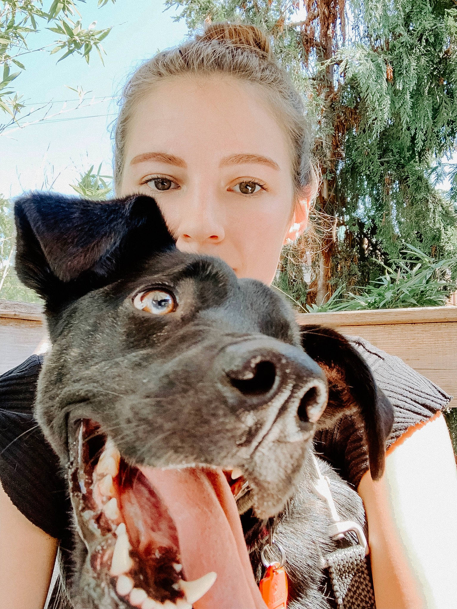 Eleven joined the competition — help win amazing prizes! american_staffordshire_terrier, canidae, carnivore, dog, dog_breed, ear, eye, fawn, french_bulldog, great_dane, guard_dog, head, mammal, non_sporting_group, nose, pointer, skin, snout, sporting_group, whiskers