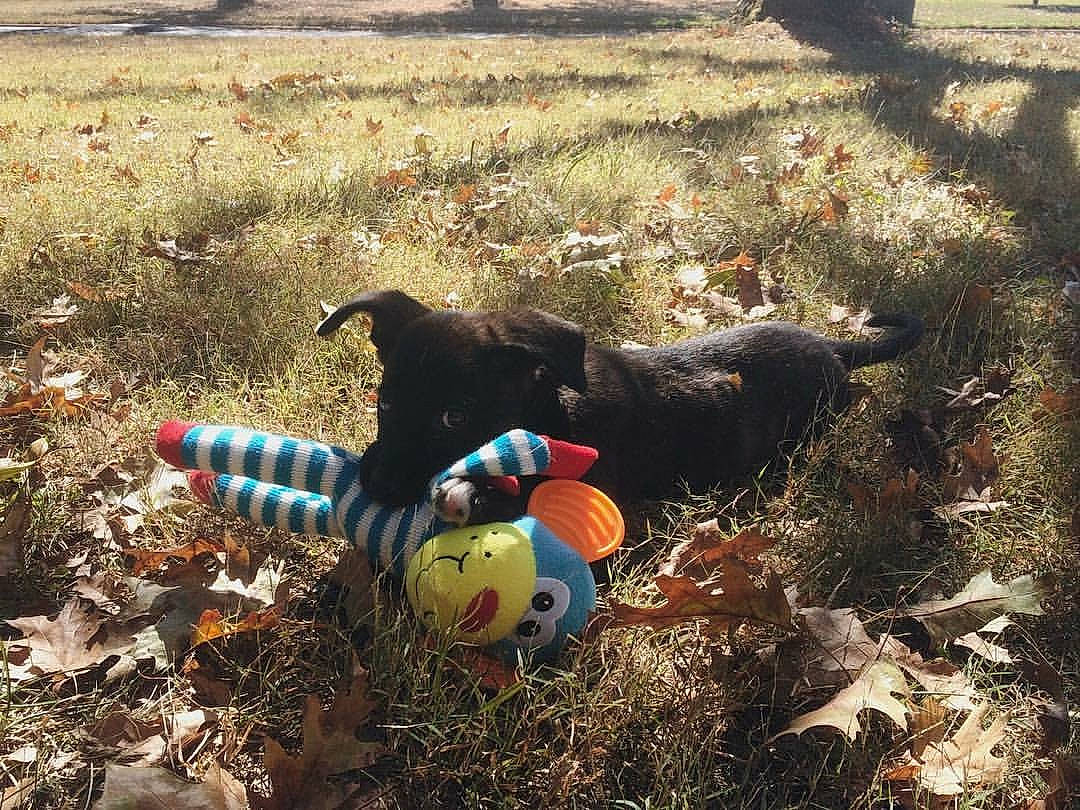 Eleven is registered to the contest to win money with this photo: ball, canidae, play, soil, sporting_group, tree