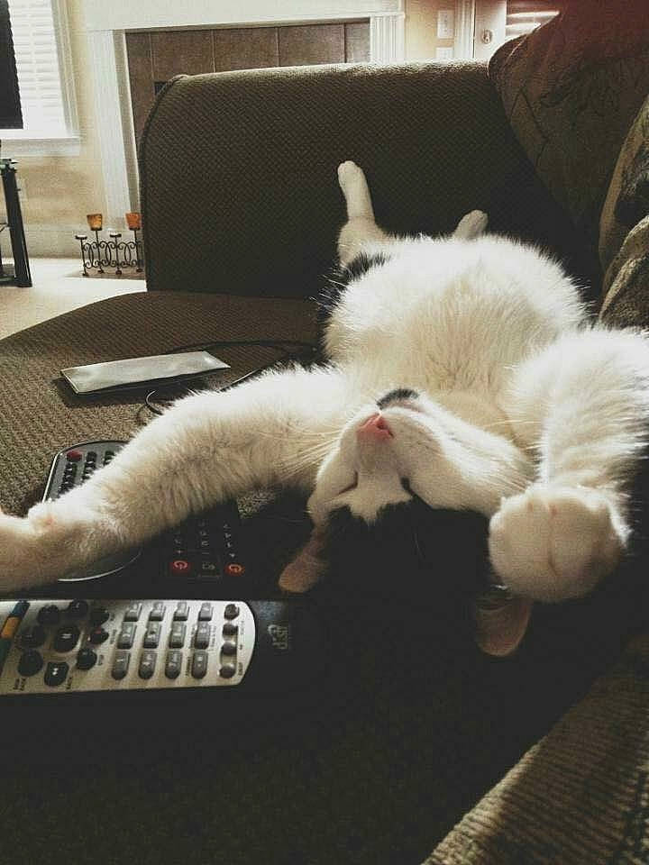 Phineas is registered to the contest to win money with this photo: canidae, carnivore, cat, companion_dog, ear, felidae, fur, kitten, paw, small_to_medium_sized_cats, tail, turkish_angora, whiskers