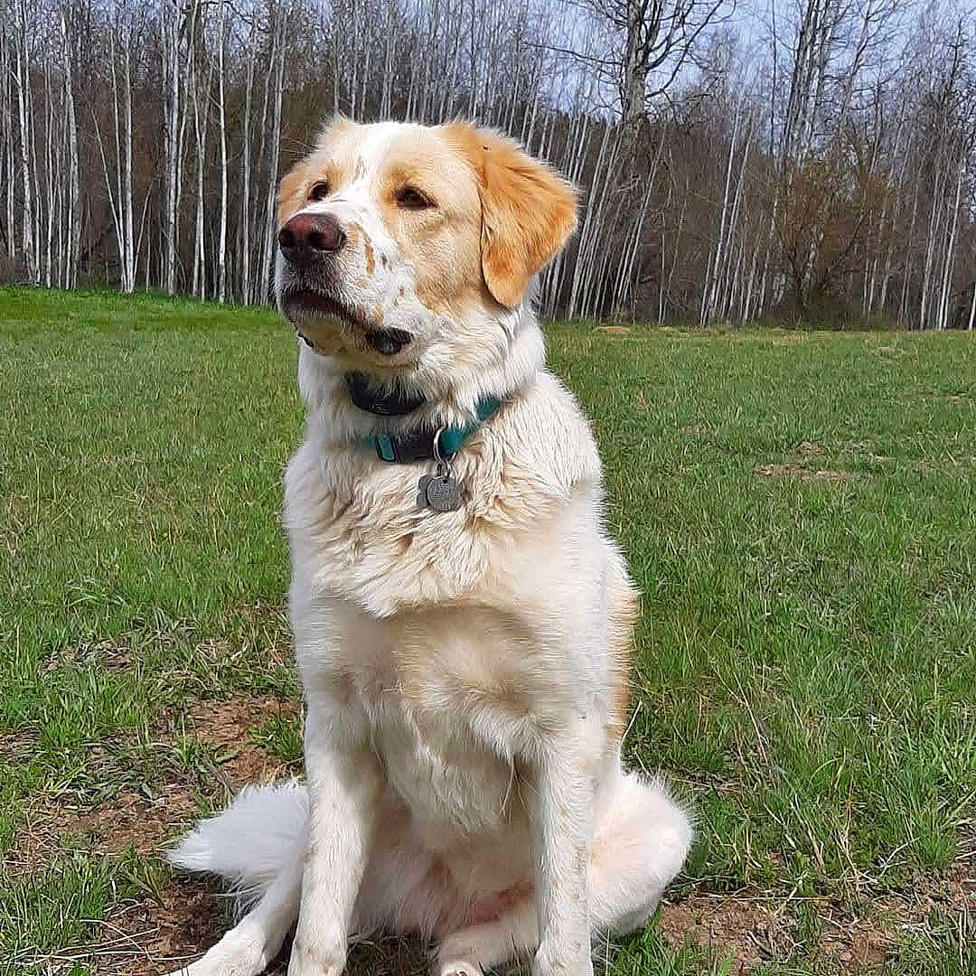 Glacier is registered to the contest to win money with this photo: canidae, carnivore, chair, cloud, collar, companion_dog, dog, dog_breed, dog_collar, fawn, grass, gun_dog, hunting_dog, labrador_retriever, plant, sky, snout, sporting_group, tail, tree