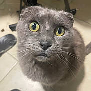 Boubou participe au concours pour gagner de l'argent avec cette photo : cat, close_up, curious, ears, face, feline, fur, gray_cat, home, indoor, looking_up, nose, pet, portrait, scottish_fold, shoe, tail, tile_floor, whiskers, yellow_eyes