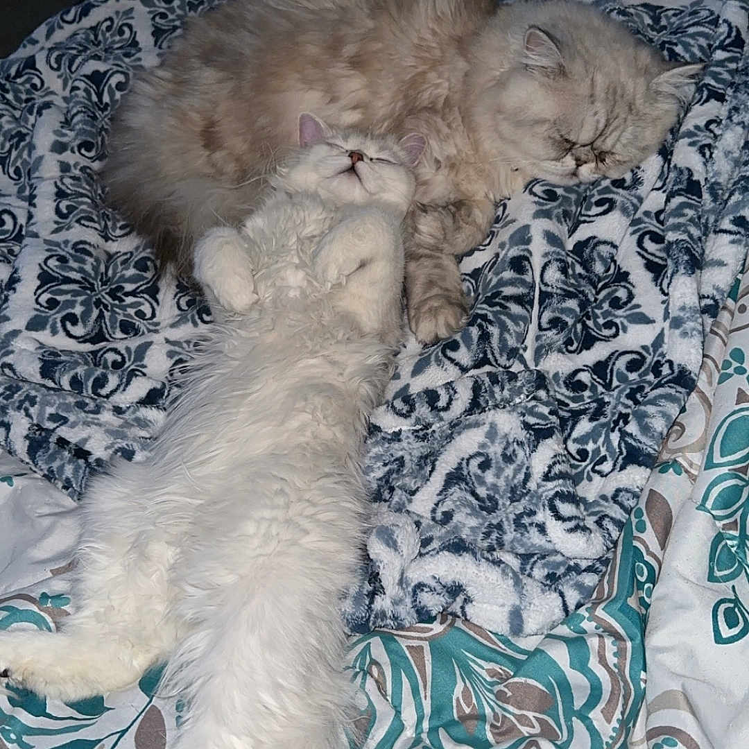 Kiwi Lulu is registered to the contest to win money with this photo: animal, bed, blanket, cat, companion, cozy, cream_cat, cute, domestic, feline, fluffy, indoor, long_hair, patterned_blanket, pet, relaxed, resting, sleeping, stretching, white_cat