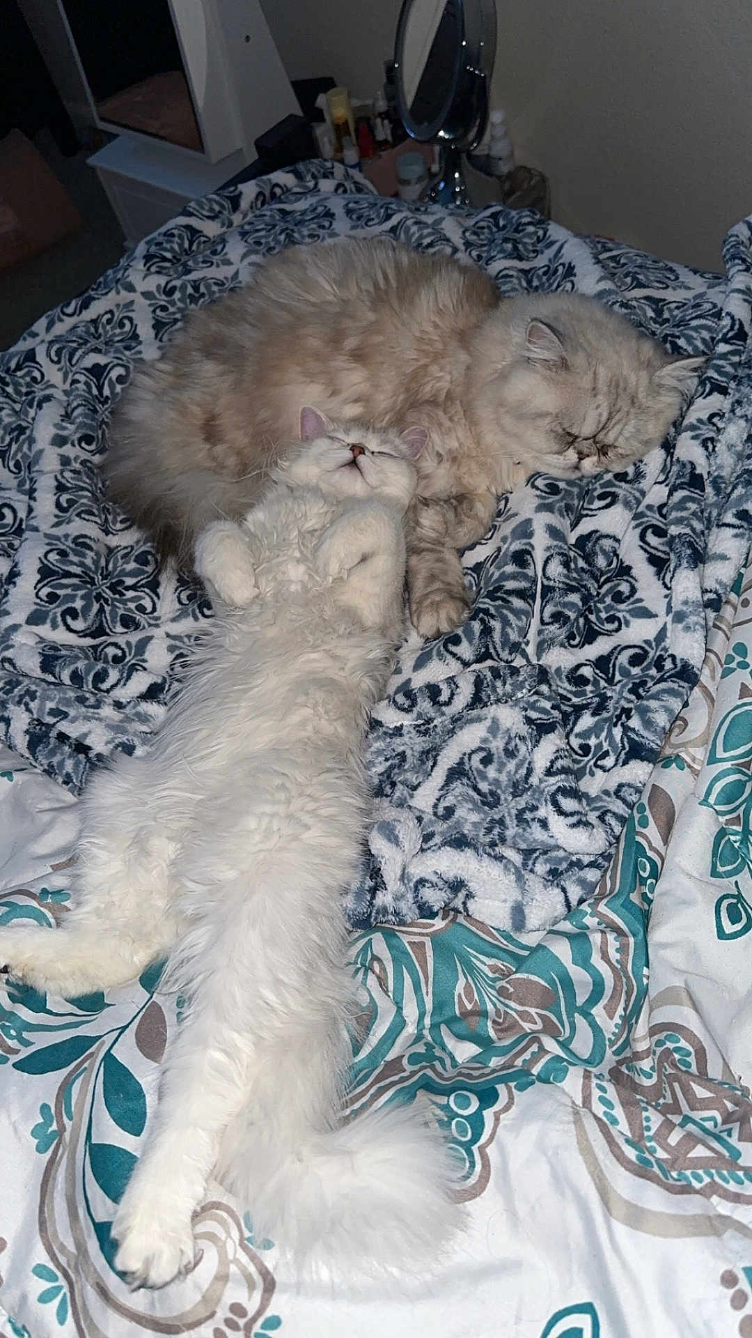 Kiwi Lulu is registered to the contest to win money with this photo: cat, sleeping, fluffy, bed, blanket, patterned_blanket, cozy, relaxed, indoor, pet, animal, feline, white_cat, cream_cat, long_hair, stretching, resting, cute, domestic, companion