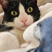 Louka participe au concours pour gagner de l'argent avec cette photo : cat, black_and_white, close_up, portrait, eyes, whiskers, pink_nose, fur, blanket, cozy, indoor, soft_focus, pet, animal, cute, relaxed, sleepy, feline, resting, comfort