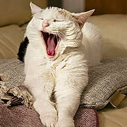 Beasty is registered to the contest to win money with this photo: animal, black_spot, blanket, cat, closeup, cozy, cushion, feline, fur, home, indoor, paws, pet, relaxed, sleepy, soft_texture, stretching, whiskers, white_cat, yawning