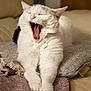 animal, black_spot, blanket, cat, closeup, cozy, cushion, feline, fur, home, indoor, paws, pet, relaxed, sleepy, soft_texture, stretching, whiskers, white_cat, yawning