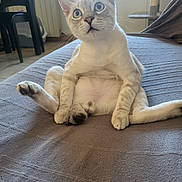 Bambi a rejoint le concours — aidez-le/la à gagner de superbes lots ! animal, cat, chair, couch, curious, domestic, ears, floor, fur, furniture, home, indoor, light, pet, relaxed_pose, table, tail, whiskers, wide_eyes, window