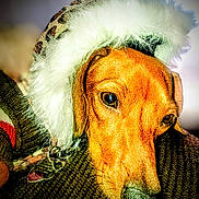 Skky joined the competition — help win amazing prizes! dog, close_up, hat, fluffy_hat, leopard_print, brown_dog, pet, collar, heart_shaped_tag, resting, portrait, animal, cute, fur, ears, nose, soft_texture, cozy, indoor, sleepy