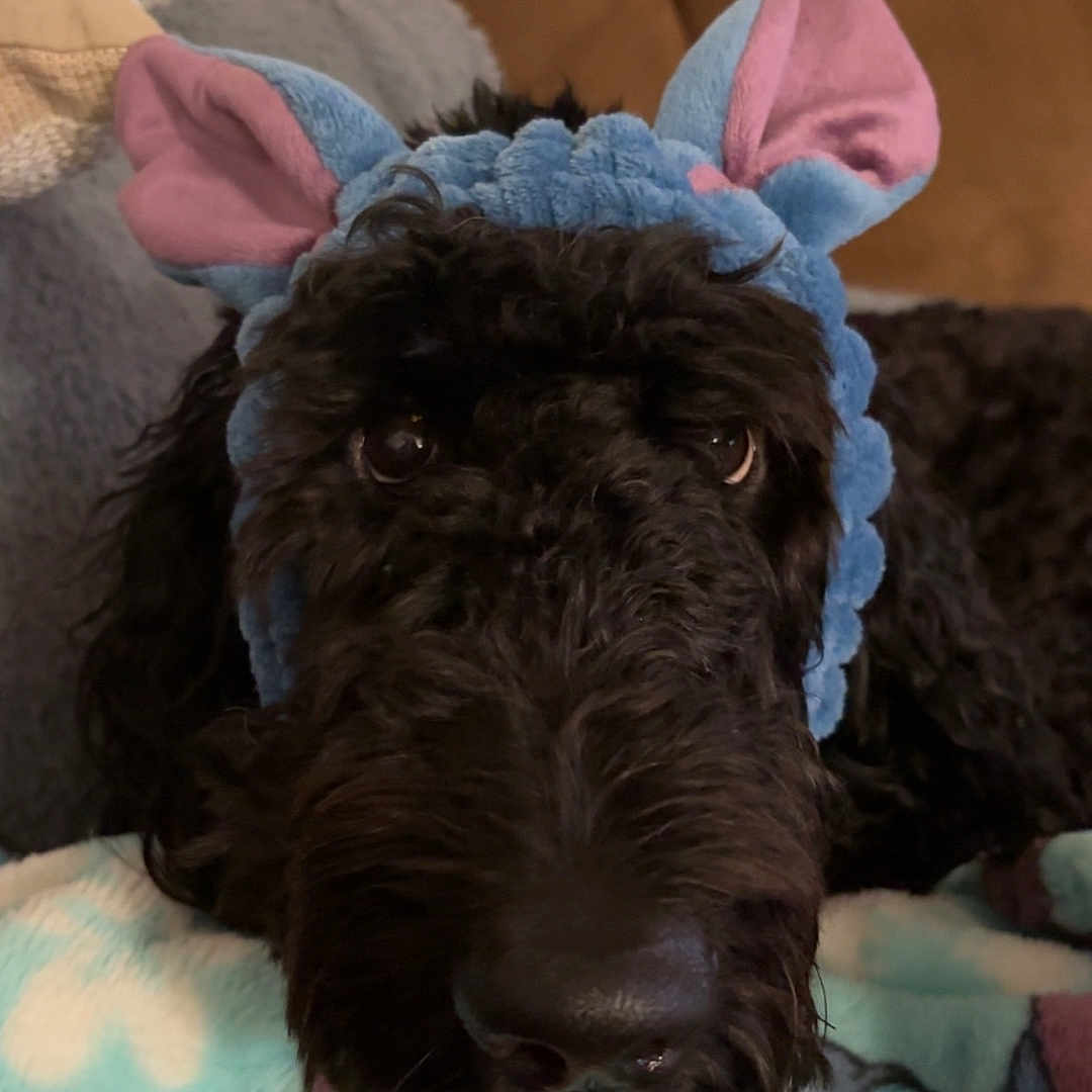 Tucker joined the competition — help win amazing prizes! airedale, animal, architecture, blanket, canine, clothing, cockerspaniel, couch, cushion, dog, furniture, hat, homedecor, hound, linen, pet, pillow, poodle, puppy, terrier