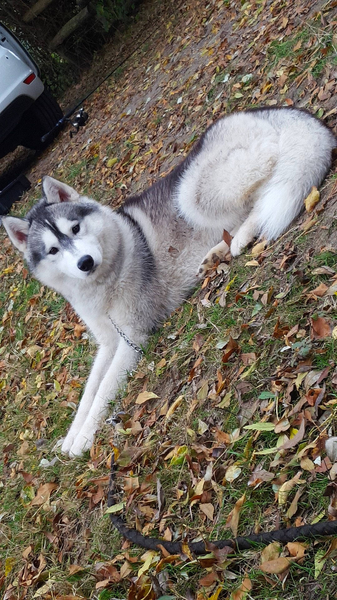 Noorvik a rejoint le concours — aidez-le/la à gagner de superbes lots ! alaskan_klee_kai, alaskan_malamute, canadian_eskimo_dog, canidae, carnivore, dog, dog_breed, east_siberian_laika, mammal, native_american_indian_dog, northern_inuit_dog, sakhalin_husky, seppala_siberian_sleddog, siberian_husky, sled_dog, tail, tamaskan_dog, vertebrate, west_siberian_laika, wolfdog