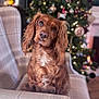 animal, armchair, brown_dog, christmas_tree, cozy, cute, decor, dog, furniture, holiday, holiday_decorations, indoor, living_room, long_ears, pet, plaid, portrait, seasonal, sitting, soft_lighting